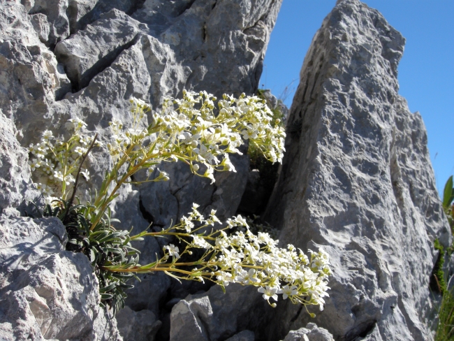 Saxifraga callosa / Sassifraga meridionale